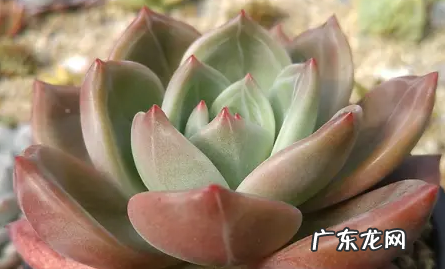 多肉香槟的养殖方法和注意事项 多肉香槟好养活吗