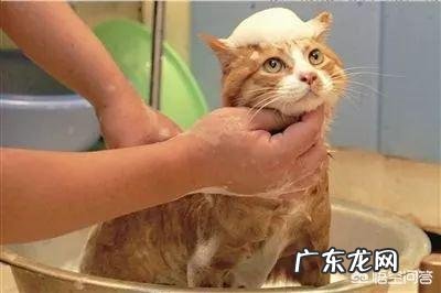 宠物猫需要洗澡吗 猫到底需要不需要洗澡