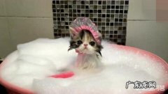 宠物猫需要洗澡吗 猫到底需要不需要洗澡
