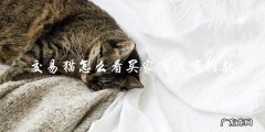 如何在交易猫上确认买家是否已经付款？