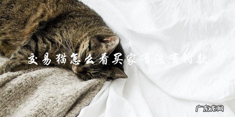 如何在交易猫上确认买家是否已经付款?