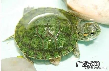 乌龟不去晒台一直在水里 什么样的乌龟可以长期在水中不用晒台