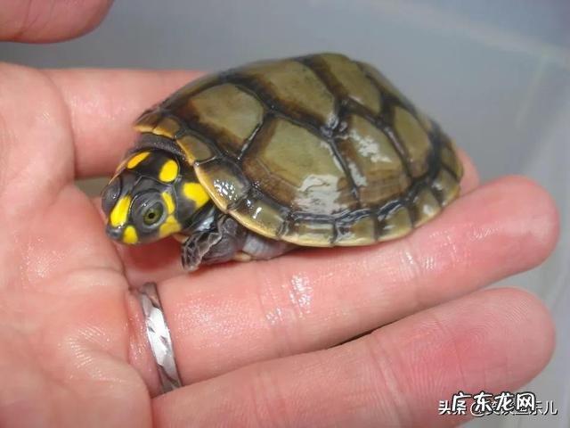 乌龟不去晒台一直在水里 什么样的乌龟可以长期在水中不用晒台