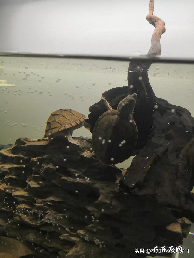 乌龟不去晒台一直在水里 什么样的乌龟可以长期在水中不用晒台