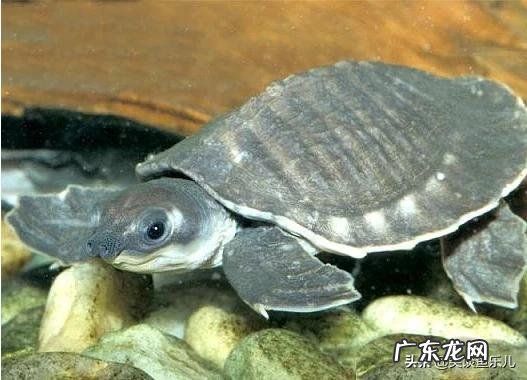 乌龟不去晒台一直在水里 什么样的乌龟可以长期在水中不用晒台