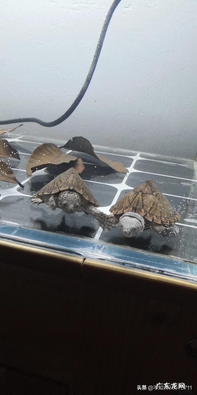 乌龟不去晒台一直在水里 什么样的乌龟可以长期在水中不用晒台