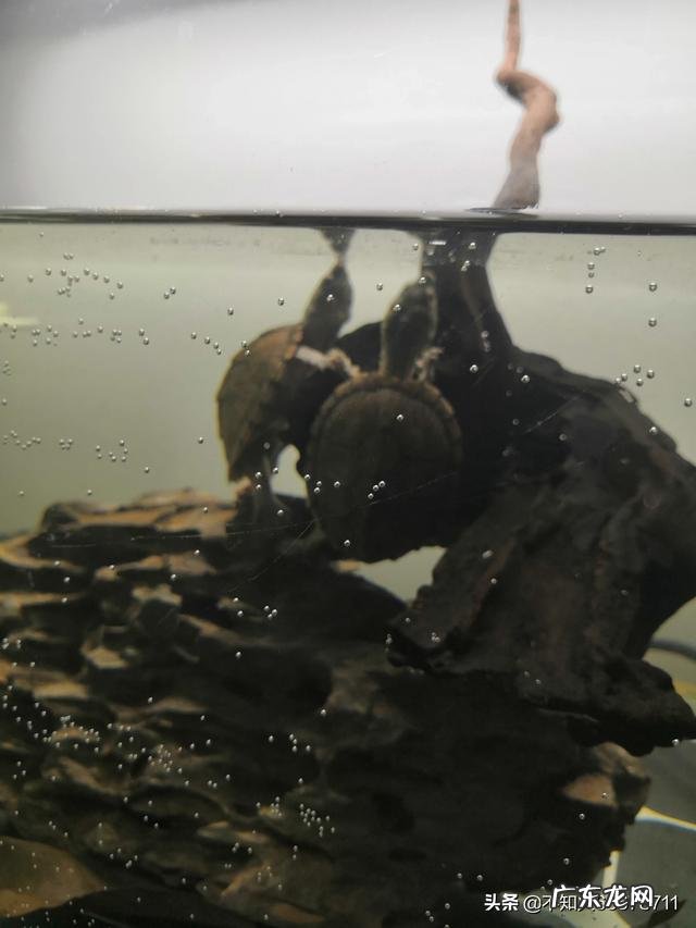 乌龟不去晒台一直在水里 什么样的乌龟可以长期在水中不用晒台