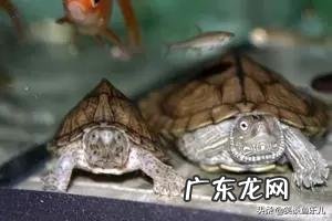 乌龟不去晒台一直在水里 什么样的乌龟可以长期在水中不用晒台