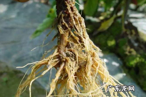 植物的根具有哪三个作用