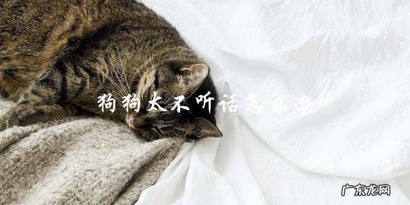 怎样才能让狗狗变得听话?