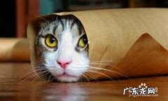 猫咪一直叫个不停是怎么回事