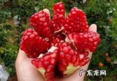 什么是软籽石榴 哪种石榴的籽是软的
