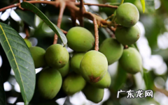 橄榄吃了好吗 生的橄榄吃了会怎么样