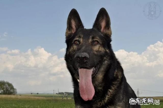 东德牧羊犬和西德牧羊犬哪个厉害 西德牧羊犬和东德牧羊犬,哪个更聪明一些