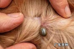 狗狗体内寄生虫怎么引起的 狗狗体外寄生虫会诱发出什么疾病
