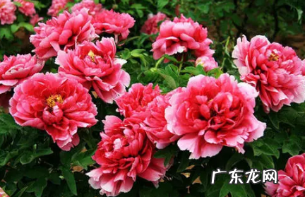 牡丹叶枯萎了怎么办 牡丹的叶子蔫了是什么原因