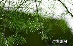 需要光照的植物,灯光照可以吗 植物在室内怎么增加光照