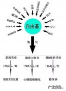 人体自由基是什么东西