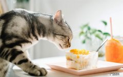 猫咪能吃植物奶油吗？猫主人别慌,看看就知道!