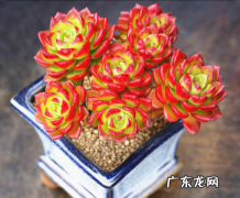 蒂亚多肉开花需要剪掉吗 蒂亚多肉长花剑可以剪掉吗