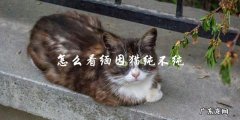 如何判断一只缅因猫的纯种程度？