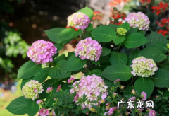 绣球花长斑是怎么回事 绣球花瓣上有锈斑怎么回事