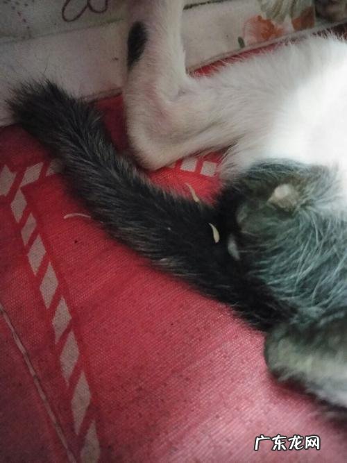 猫身上有虫子的表现,你中招了吗？