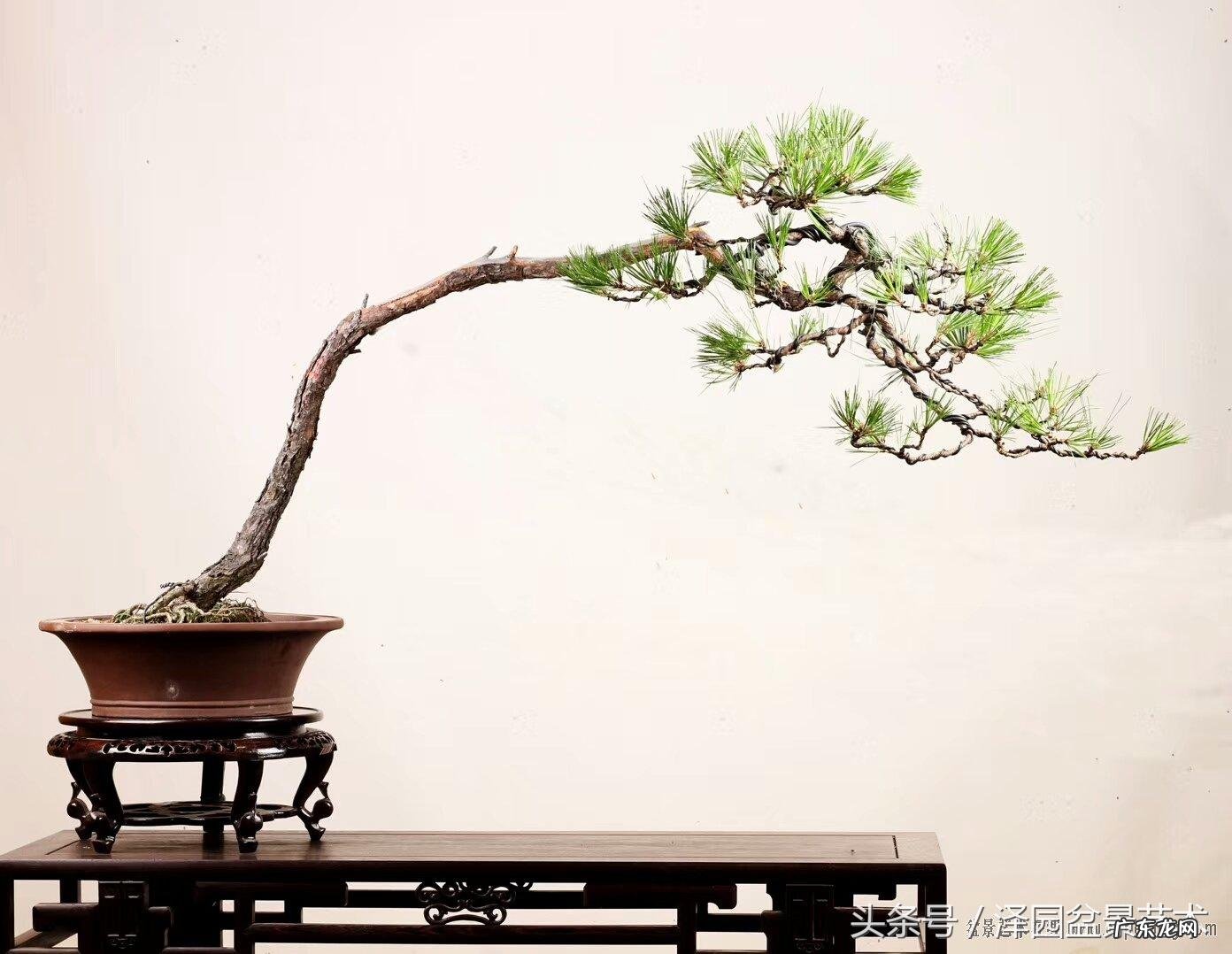 马尾松高清图片大全 马尾松图片大全