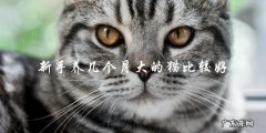新手应该养几个月大的猫？