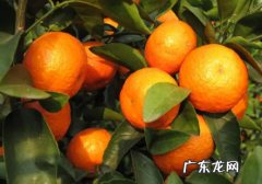 沙糖桔有怪味 沙糖桔有刺鼻的味道是怎么回事