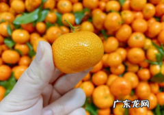 沙糖桔染色还能吃吗 沙糖桔是染色的吗