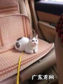 带猫坐火车需要准备什么?