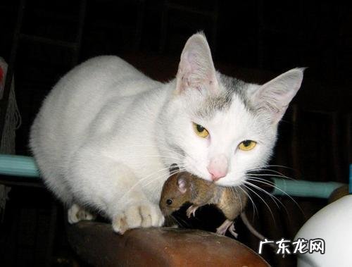 猫吃老鼠属于什么?为什么说猫鼠同笼是错的?看完就知道了