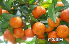 沙糖桔打蜡和不打蜡 沙糖桔皮发亮是打蜡了吗