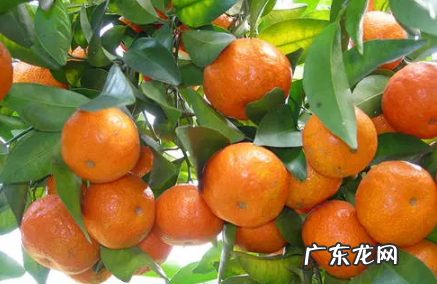 沙糖桔打蜡和不打蜡 沙糖桔皮发亮是打蜡了吗