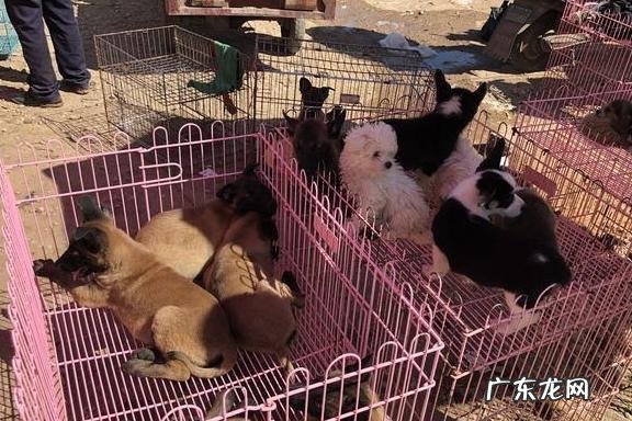 狗市怎么买狗最安全？记住这3点,买到健康又聪明的狗