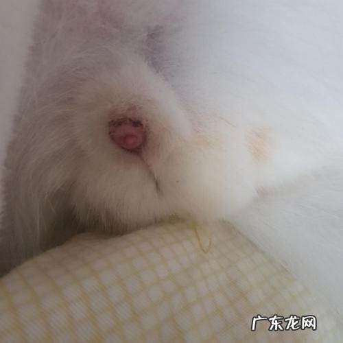 公猫尿道疾病的症状,公猫尿血怎么办