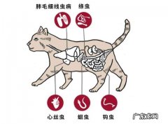 猫咪寄生虫白色蠕动,猫狗出现这种情况要小心了!