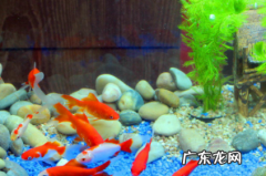 鱼缸有水泡沫是不是水质问题 鱼缸水很清但是有泡沫对鱼有影响吗