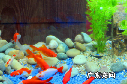 鱼缸有水泡沫是不是水质问题 鱼缸水很清但是有泡沫对鱼有影响吗