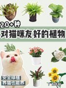 猫：这盆有猫可以养的植物,我一定要拥有!