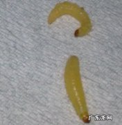 在厕所发现白色虫子,像蛆一样蠕动,这到底是怎么了？