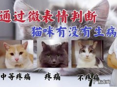 猫咪生病不舒服的十种表现图,你家的猫中招了吗？