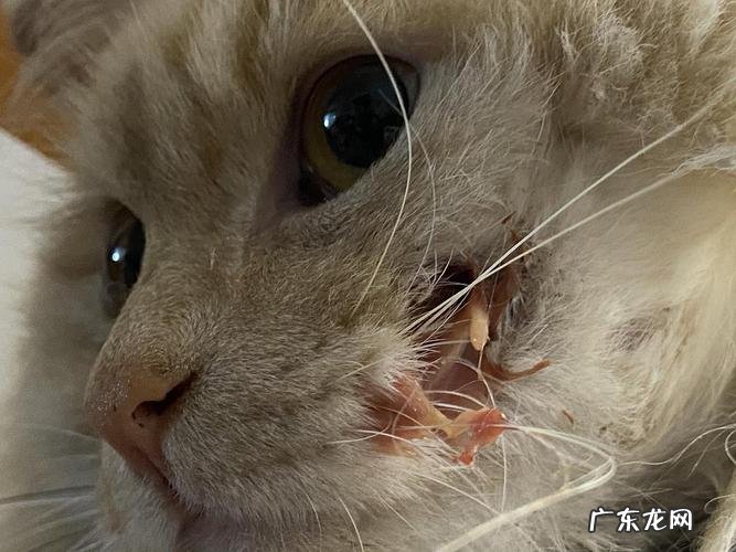 猫咪结石什么症状?