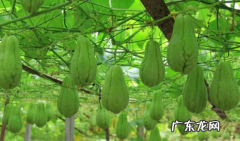 佛手瓜不结果的原因是什么? 佛手瓜只长藤不结果是怎么引起的
