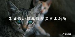 如何训练小猫在猫砂盆里上厕所？