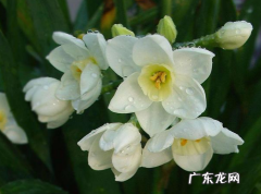 水仙花为什么花向下垂 水仙花叶子下垂是怎么引起的