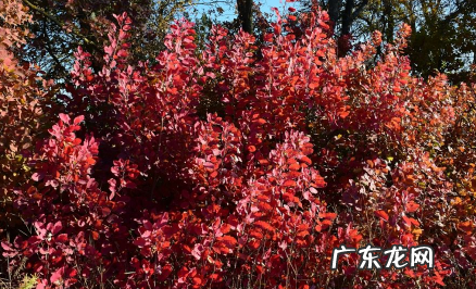 紫叶李叶子的特点 紫叶李常见的病害有哪些