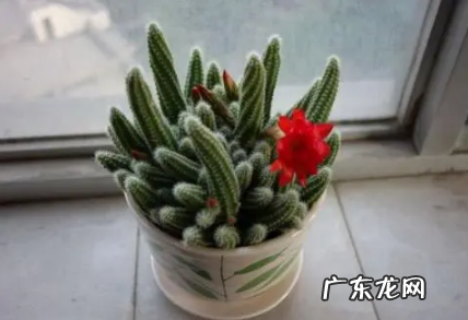 蟹爪兰和仙人指的花期 仙人指和蟹爪兰哪个贵