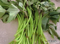 红薯杆子的功效与作用